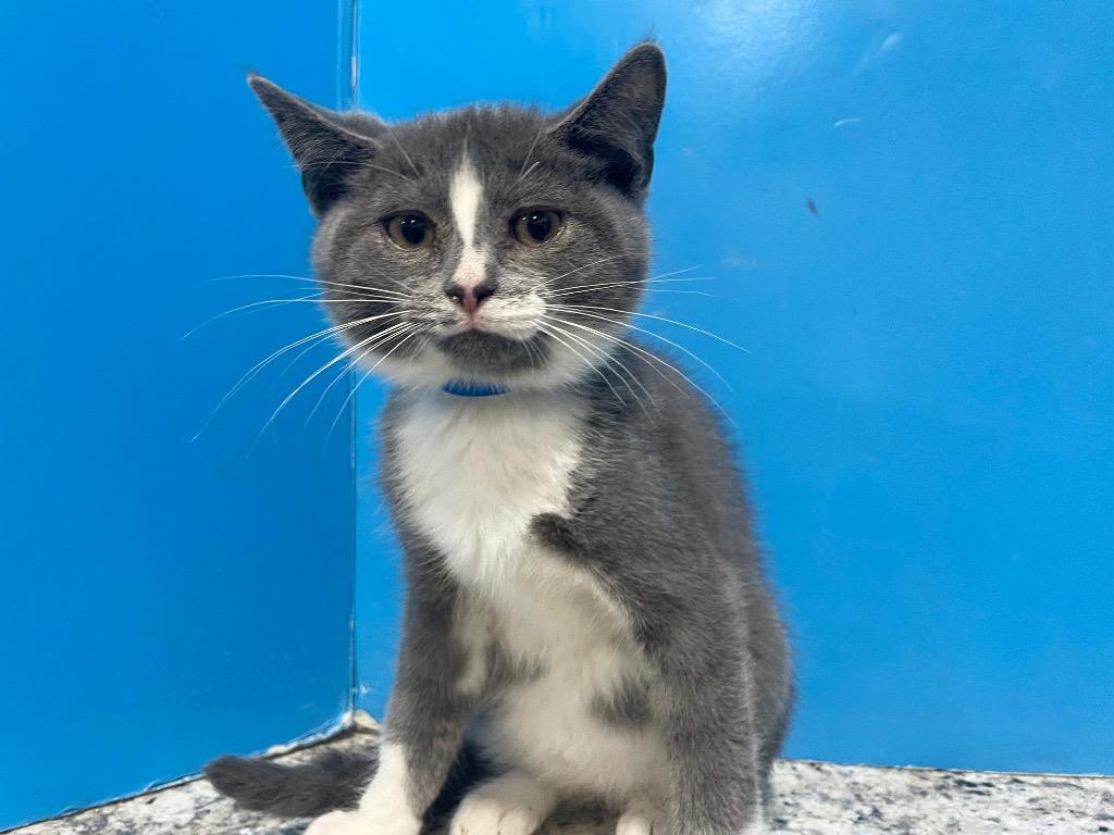 Pewter, Young Male Domestic Short Hair