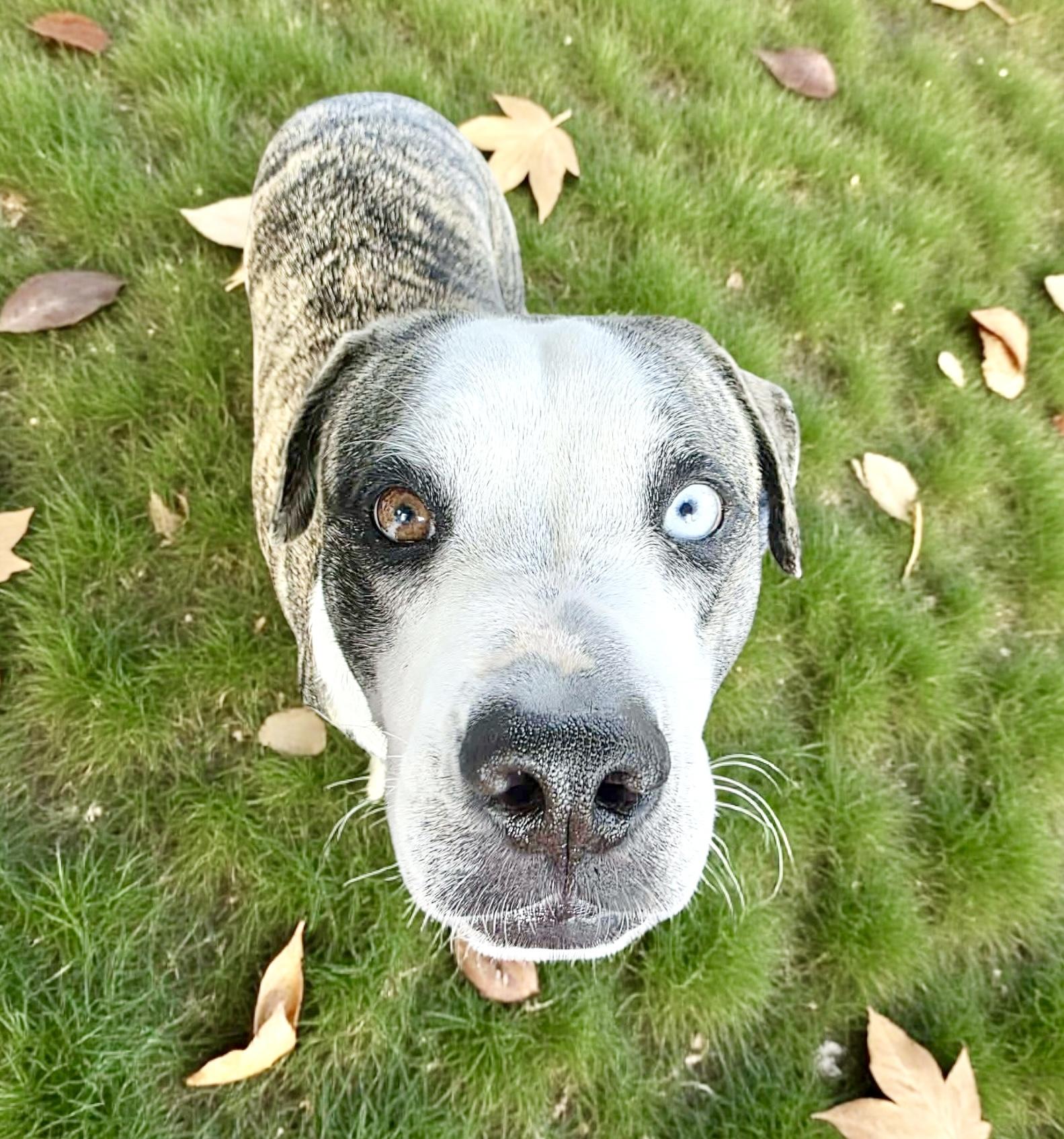 Bambino, a Adoptable Catahoula Leopard Dog in Portland, OR image 1/6