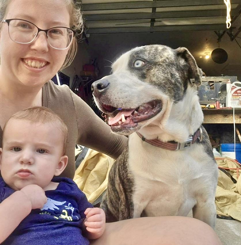 Bambino, a Adoptable Catahoula Leopard Dog in Portland, OR image 5/6