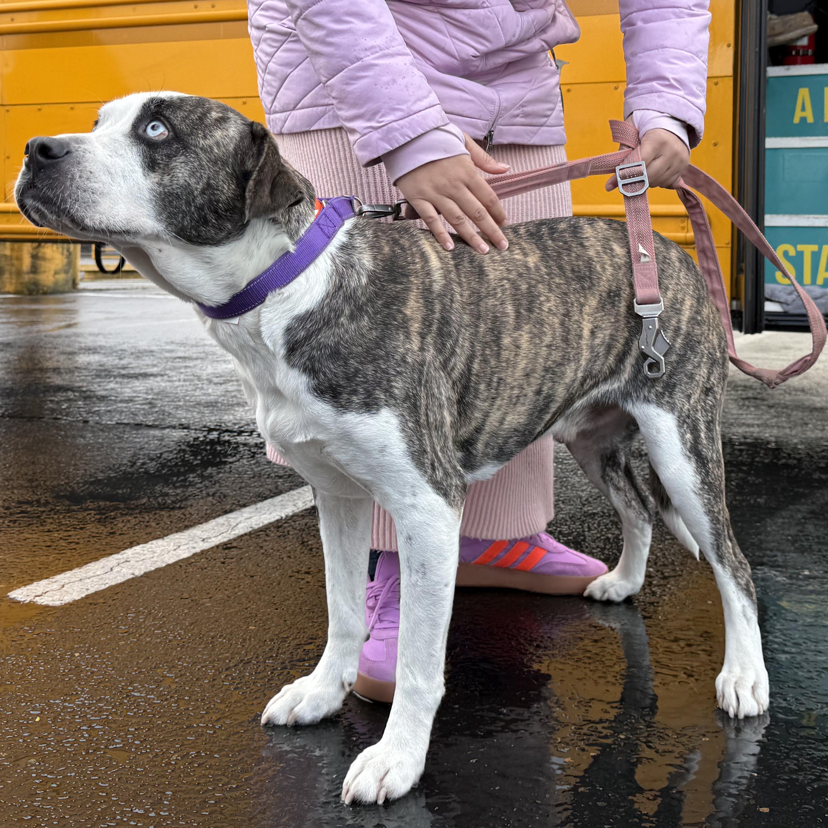 Bambino, a Adoptable Catahoula Leopard Dog in Portland, OR image 6/6