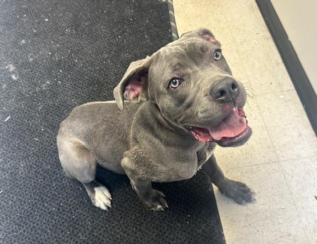 Enlarge Misty, a Adoptable mixed breed in Rock Springs, WY image 1/1