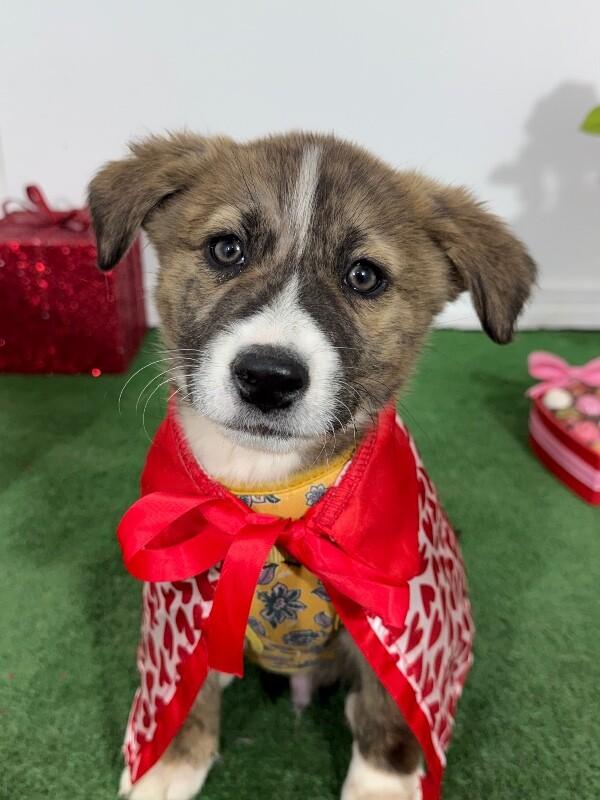 Enlarge Lion, an adopted mixed breed in Phoenix, AZ image 1/1