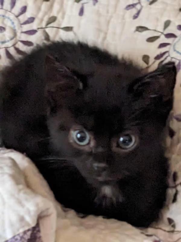 Enlarge Damon, a Adopted Domestic Short Hair in Monterey, VA image 1/3