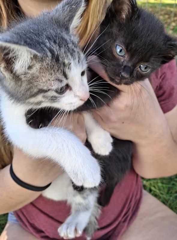 Enlarge Damon, a Adopted Domestic Short Hair in Monterey, VA image 2/3