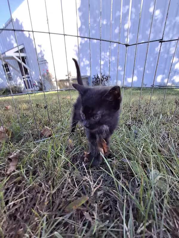 Enlarge Damon, a Adopted Domestic Short Hair in Monterey, VA image 3/3