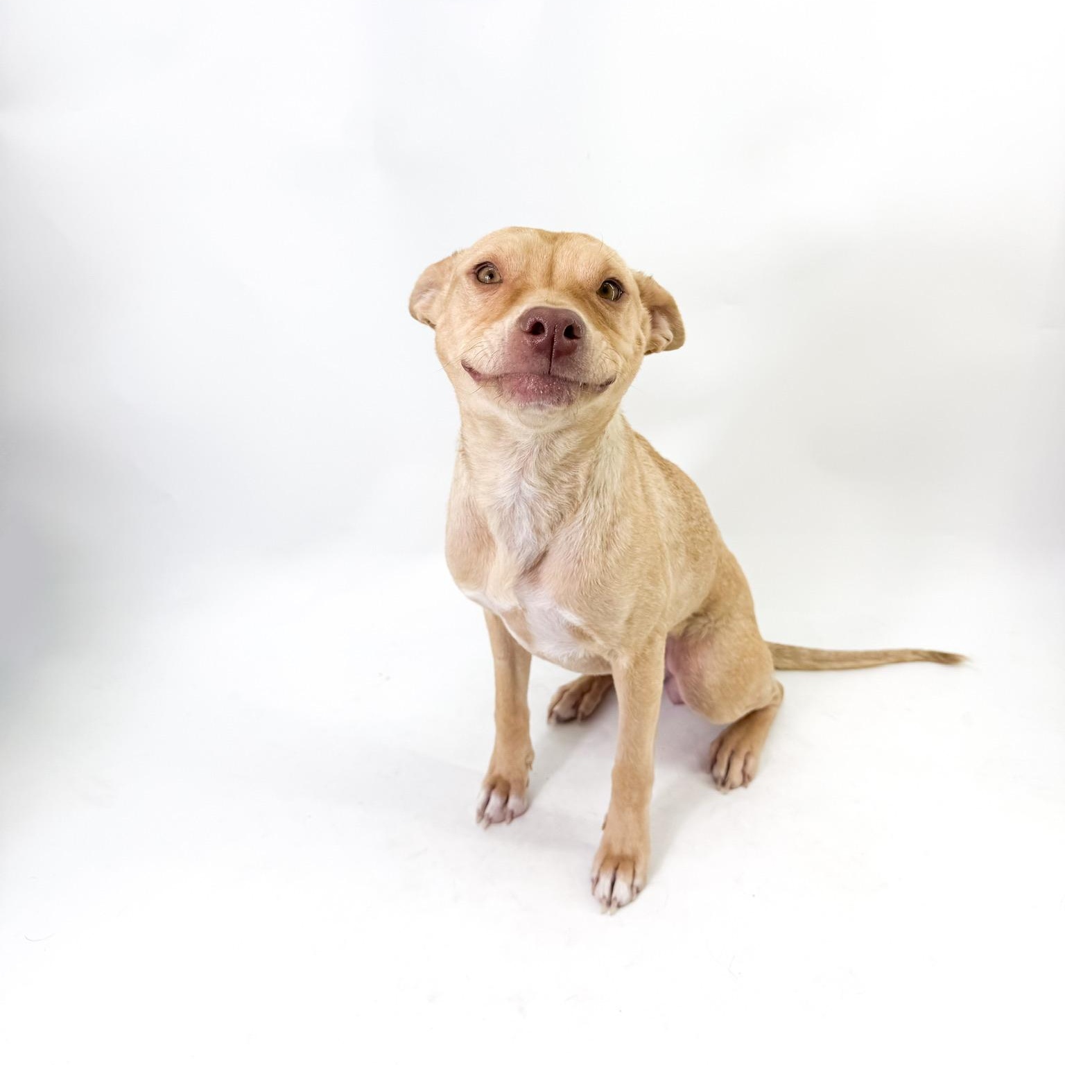 Sol, ADOPTABLE, Adult Female Chihuahua.