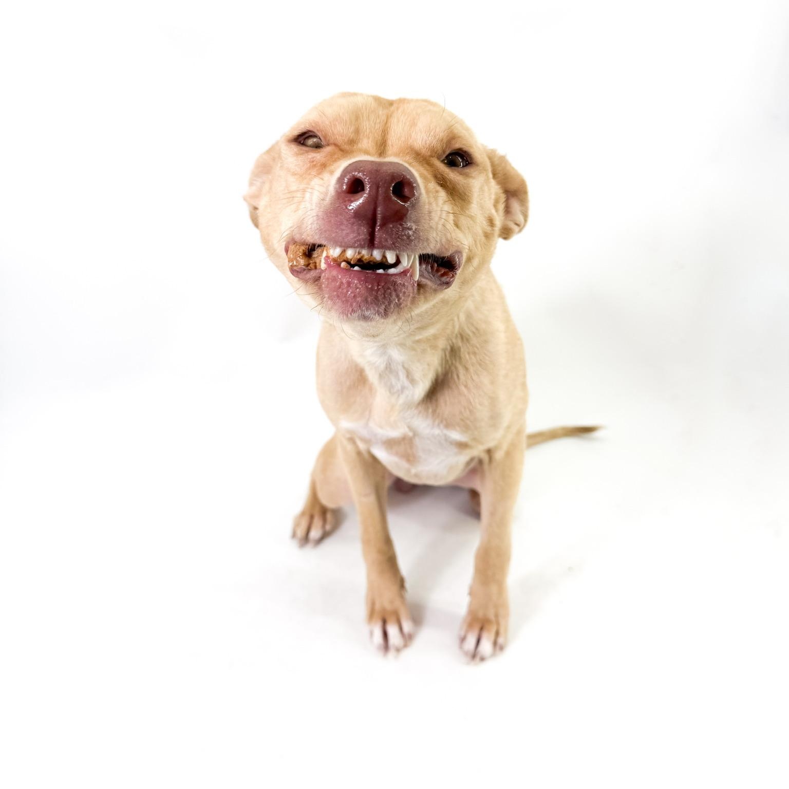 Enlarge Sol, a ADOPTABLE mixed breed in Scottsdale, AZ image 3/5
