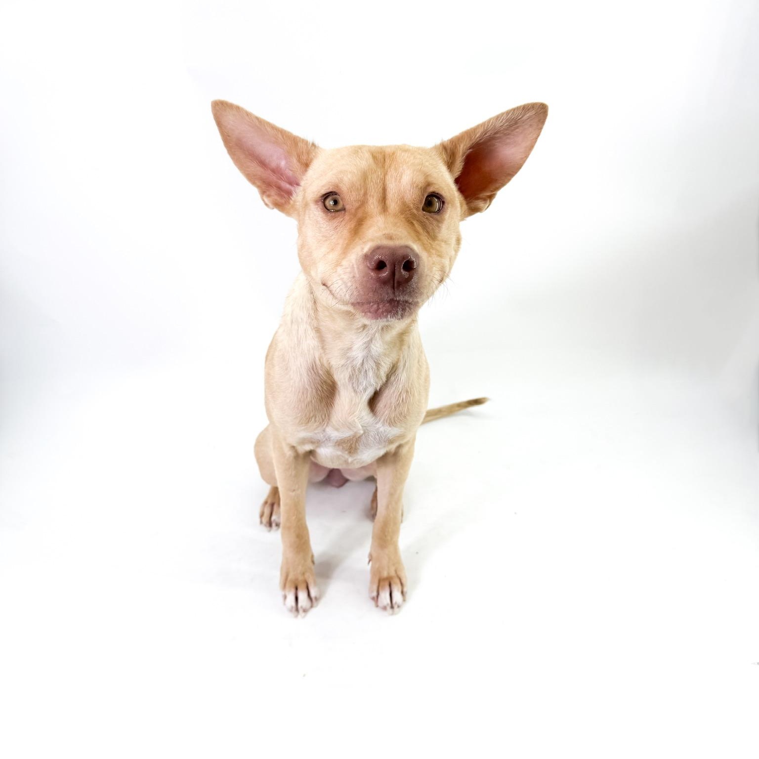 Enlarge Sol, a ADOPTABLE mixed breed in Scottsdale, AZ image 2/5