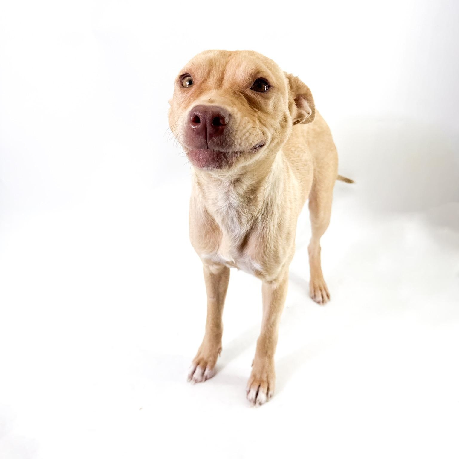 Enlarge Sol, a ADOPTABLE mixed breed in Scottsdale, AZ image 4/5