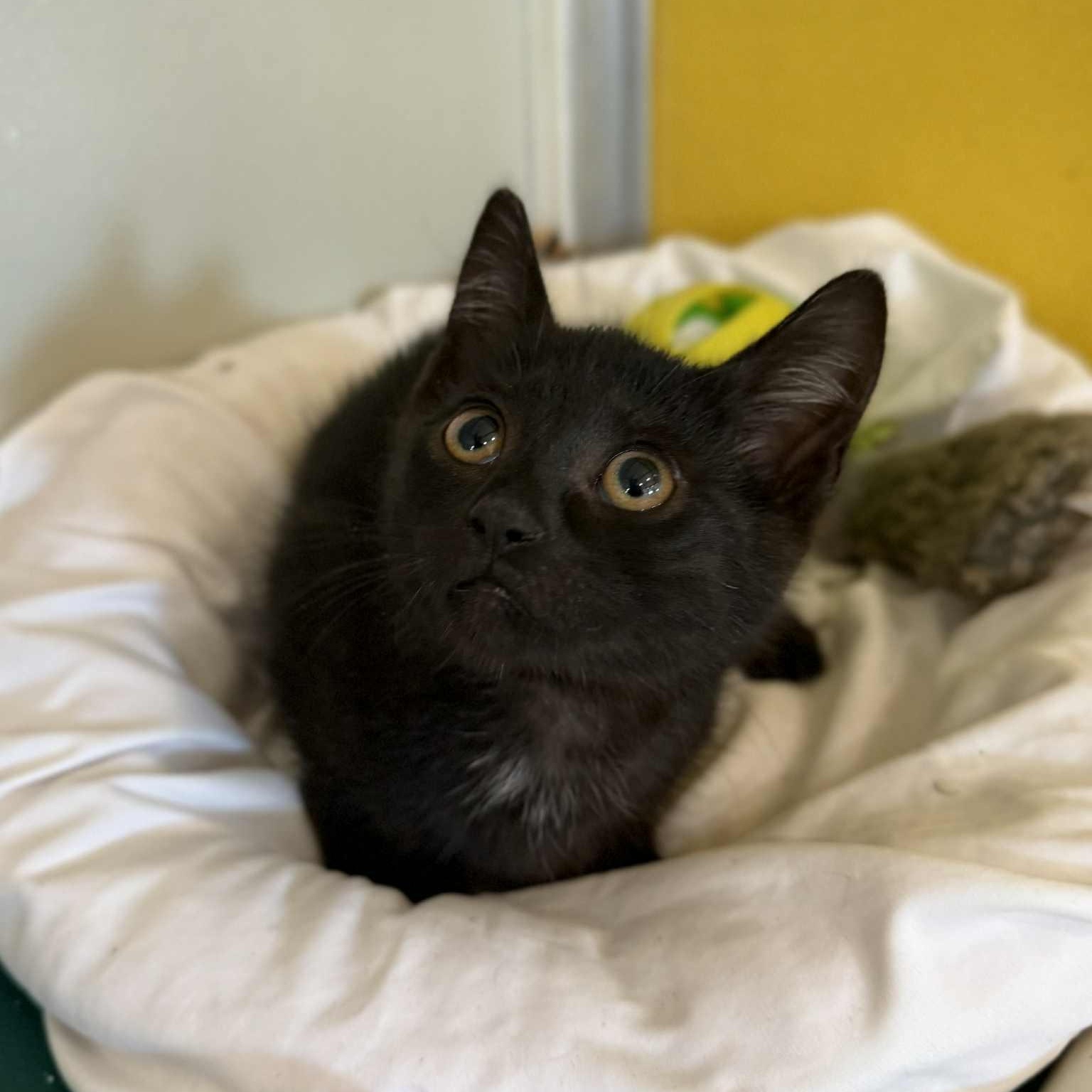 Sirius, a Adoptable mixed breed in Penn Yan, NY image 1/5