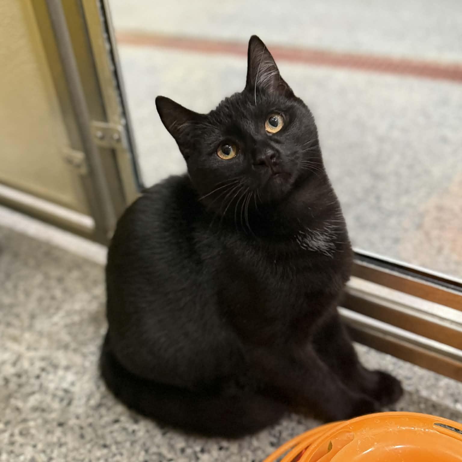 Sirius, a Adoptable mixed breed in Penn Yan, NY image 2/5