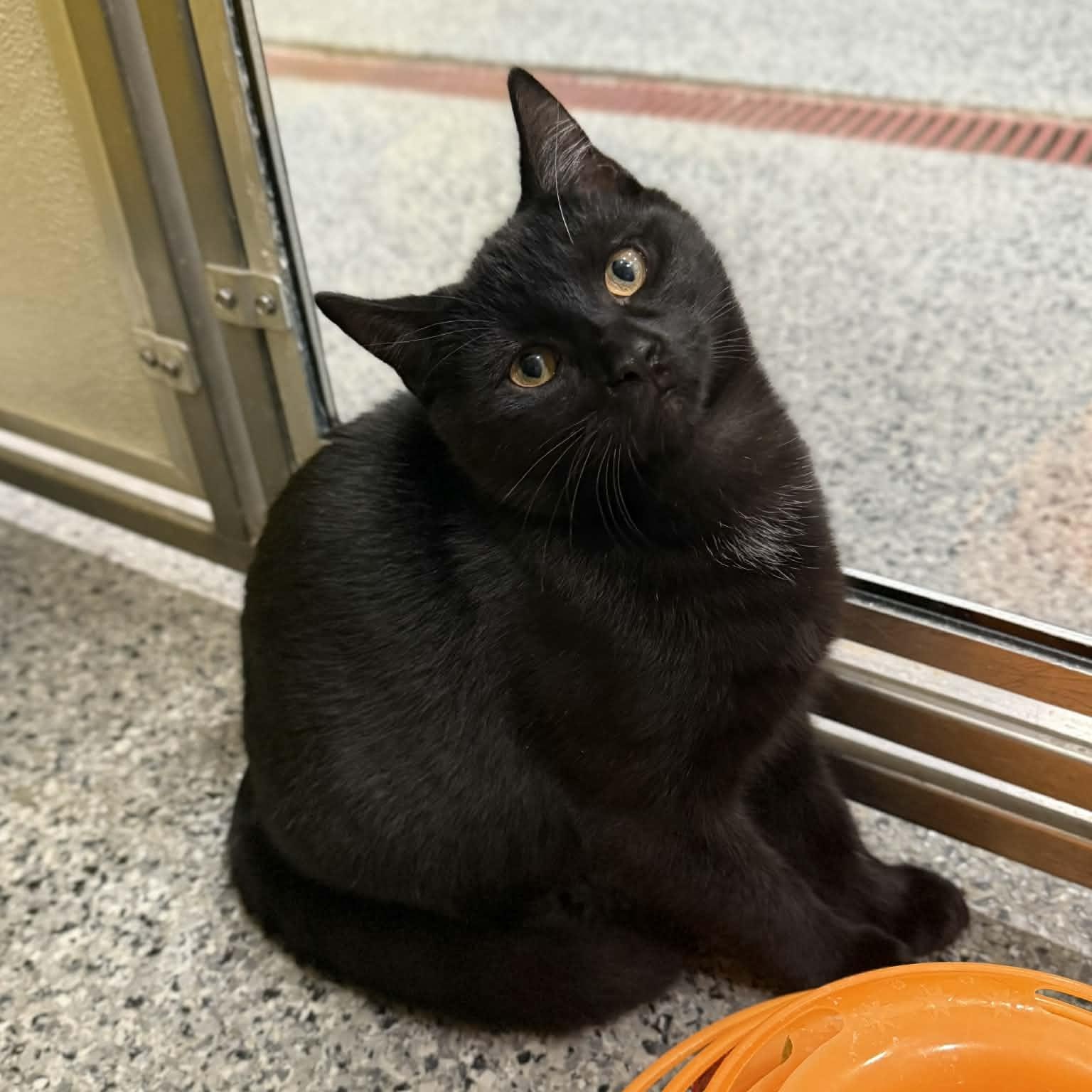 Sirius, a Adoptable mixed breed in Penn Yan, NY image 3/5