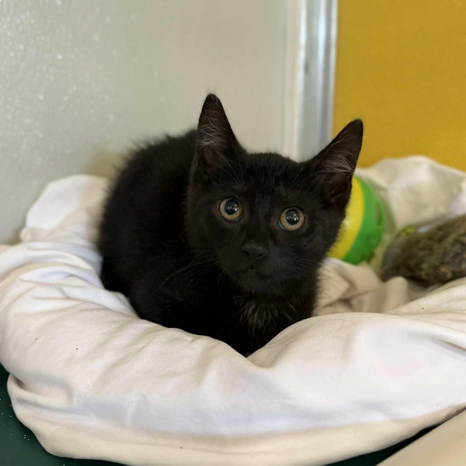 Sirius, a Adoptable mixed breed in Penn Yan, NY image 4/5