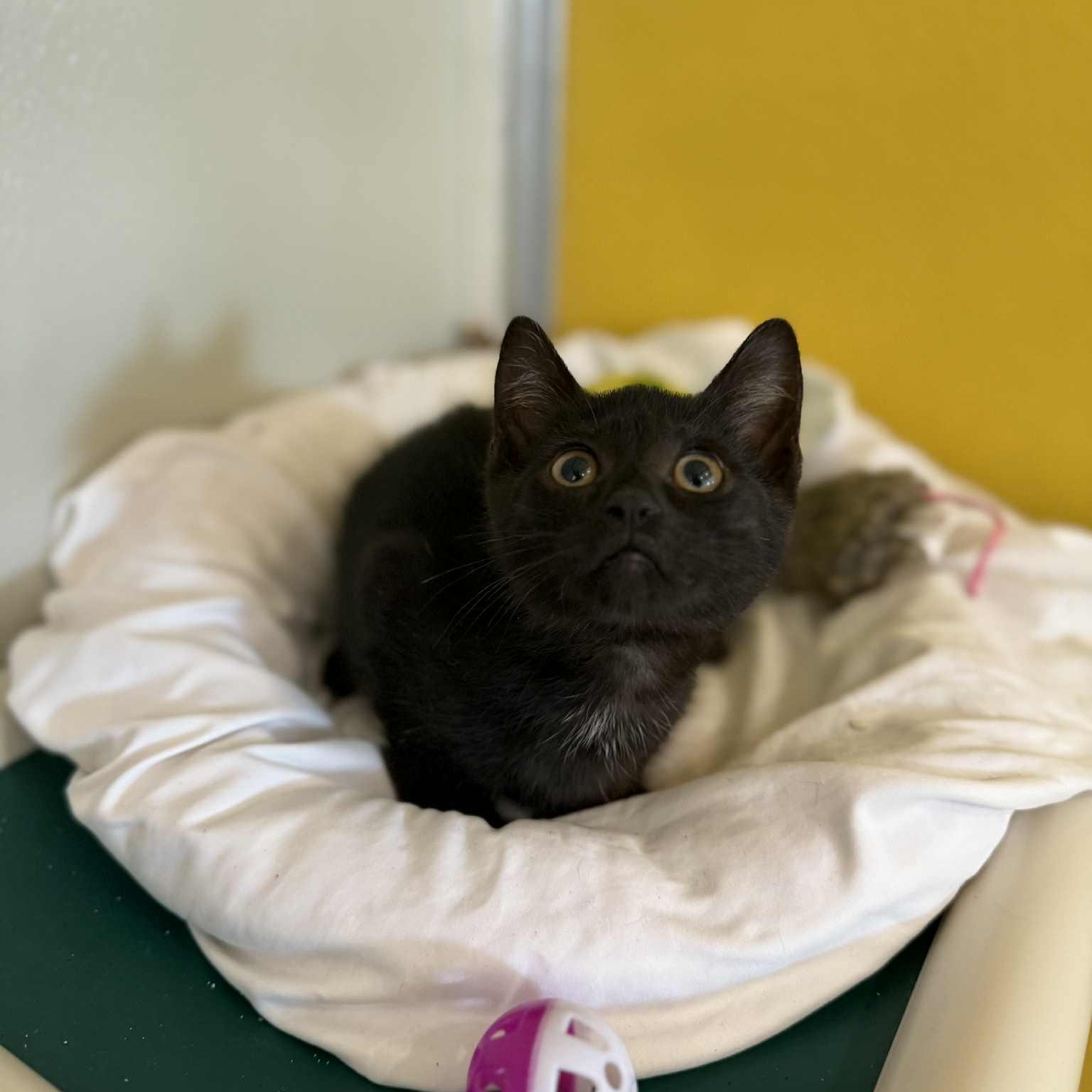 Sirius, a Adoptable mixed breed in Penn Yan, NY image 5/5