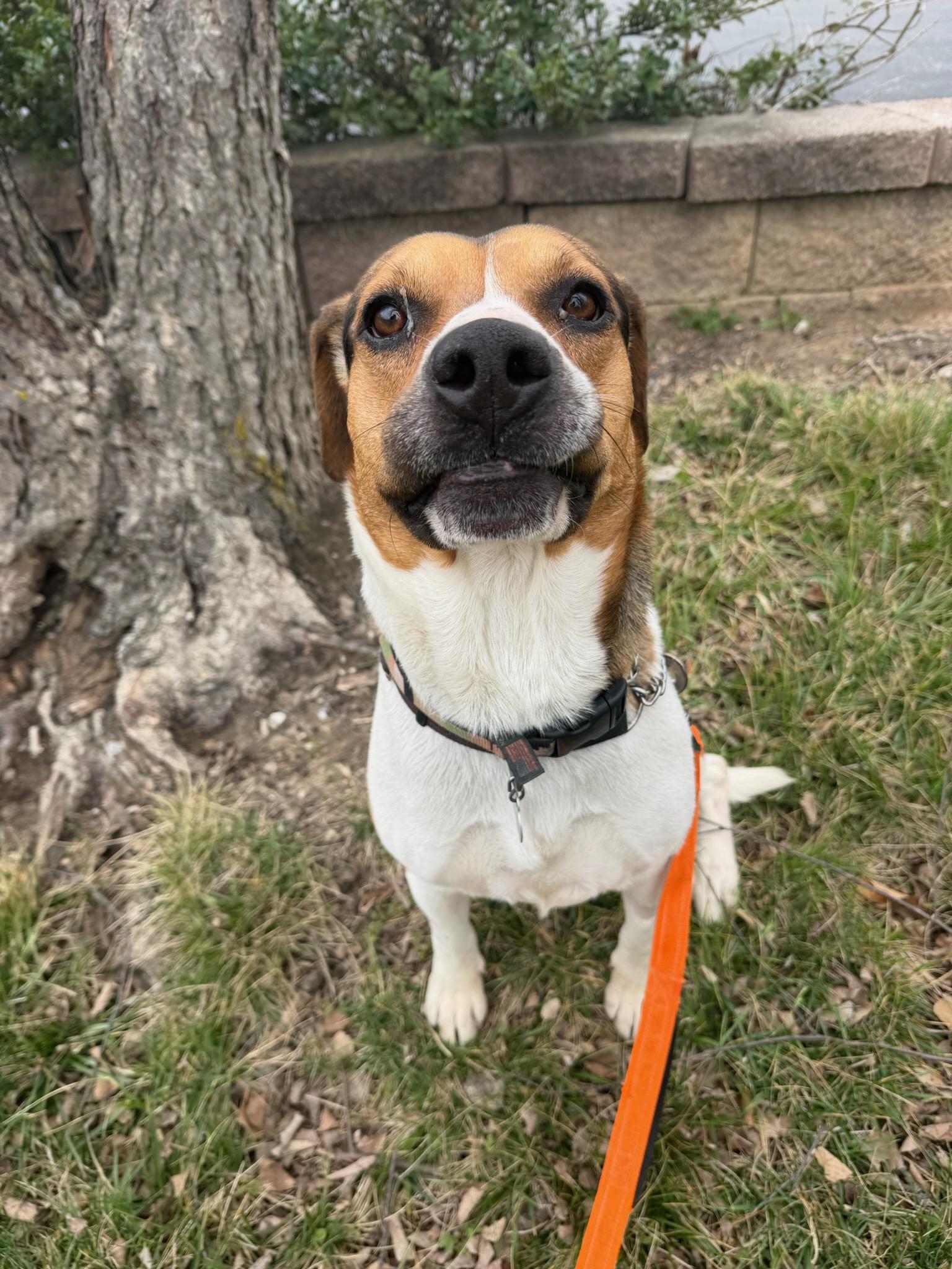 Enlarge Chance, a ADOPTABLE mixed breed in Parkville, MO image 4/6