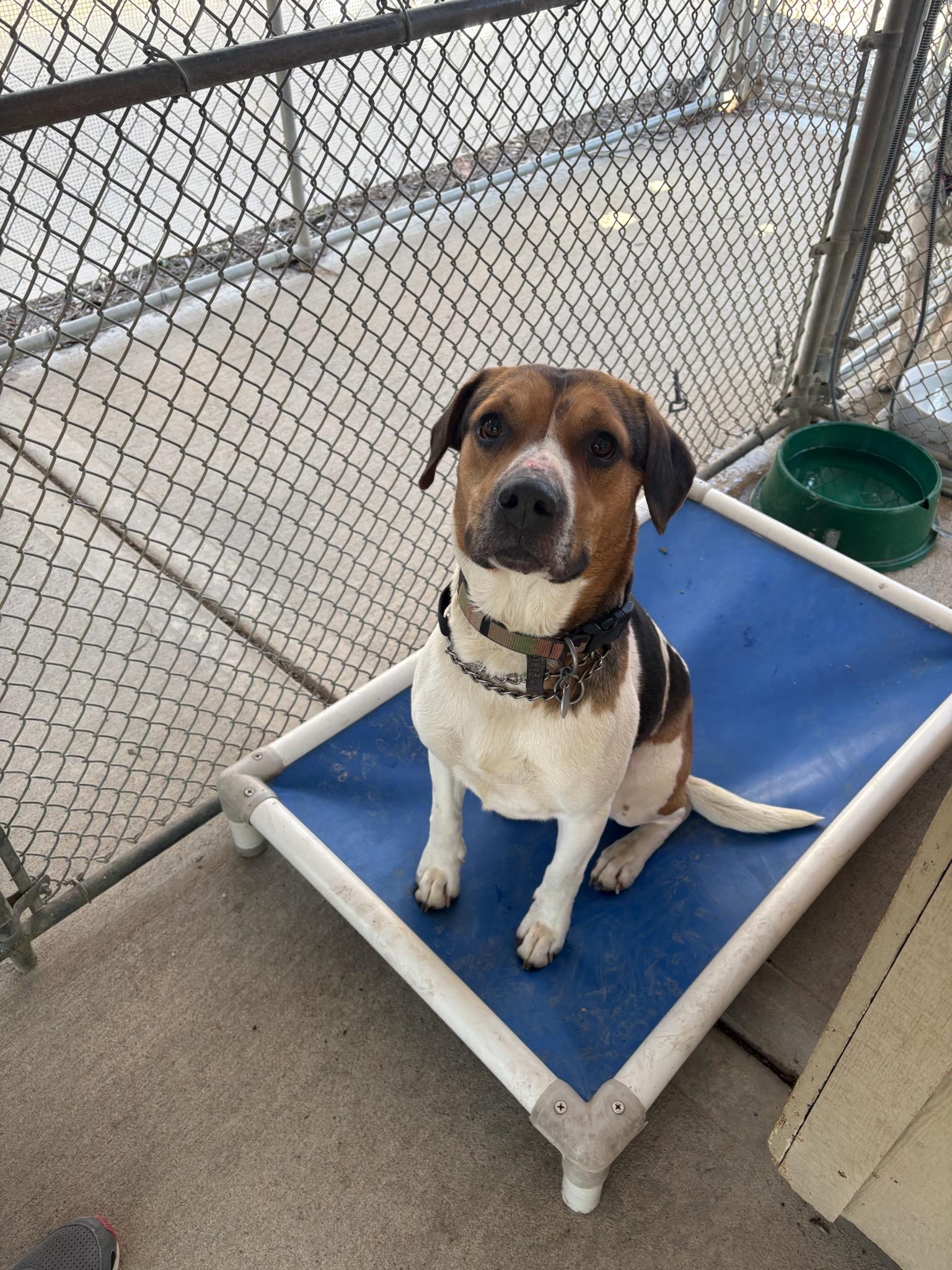 Enlarge Chance, a ADOPTABLE mixed breed in Parkville, MO image 1/6