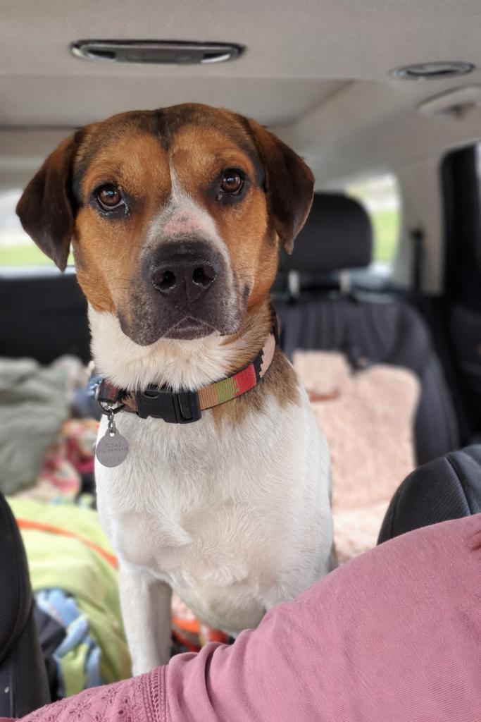 Enlarge Chance, a ADOPTABLE mixed breed in Parkville, MO image 3/6
