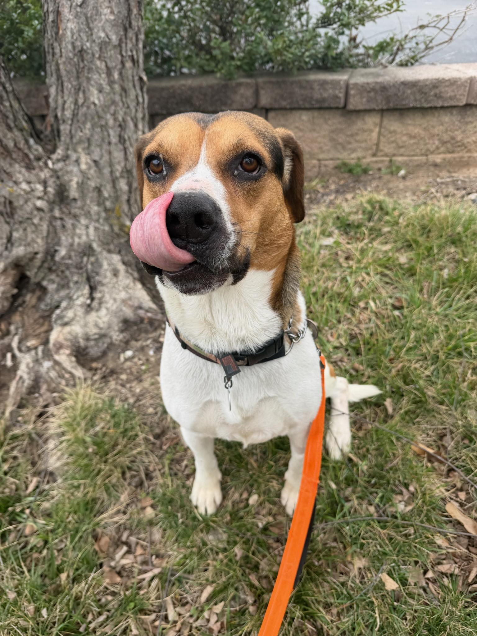Enlarge Chance, a ADOPTABLE mixed breed in Parkville, MO image 2/6