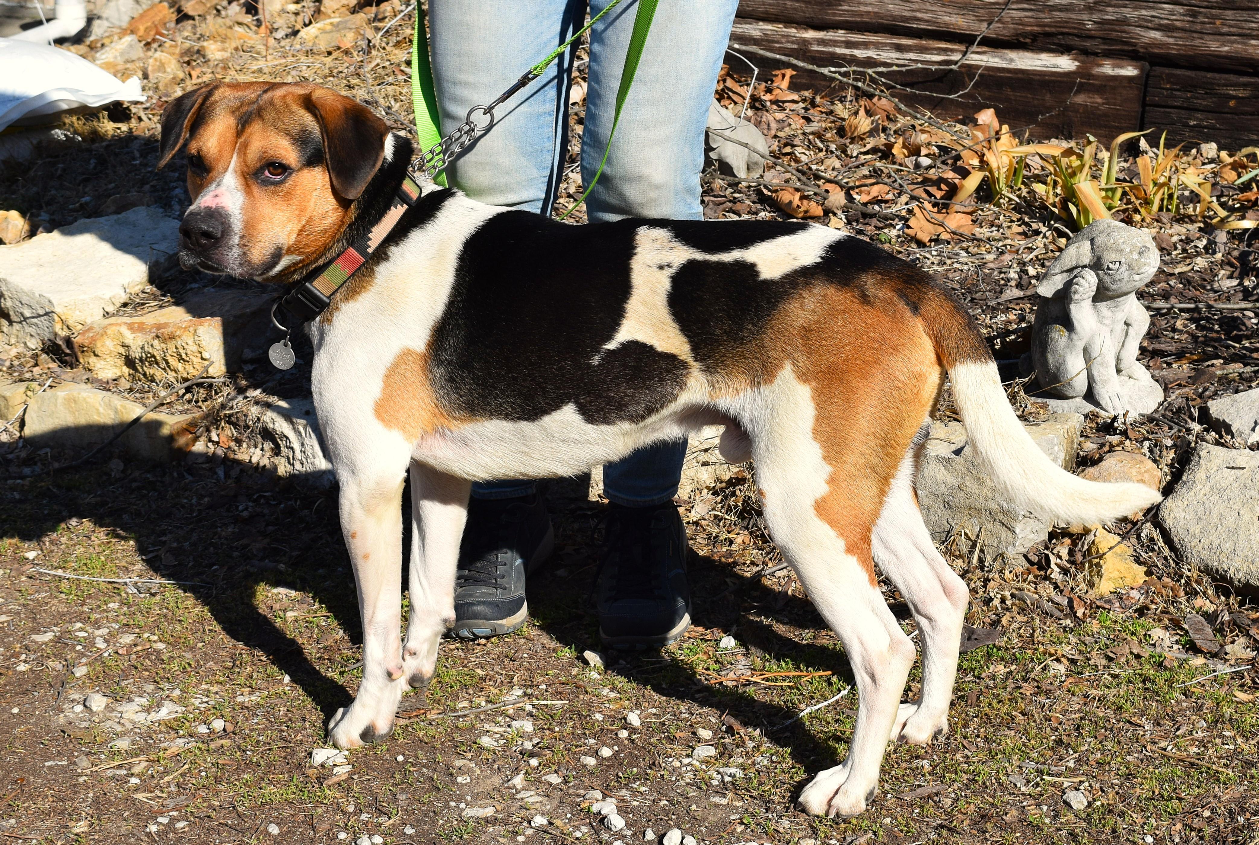 Enlarge Chance, a ADOPTABLE mixed breed in Parkville, MO image 5/6