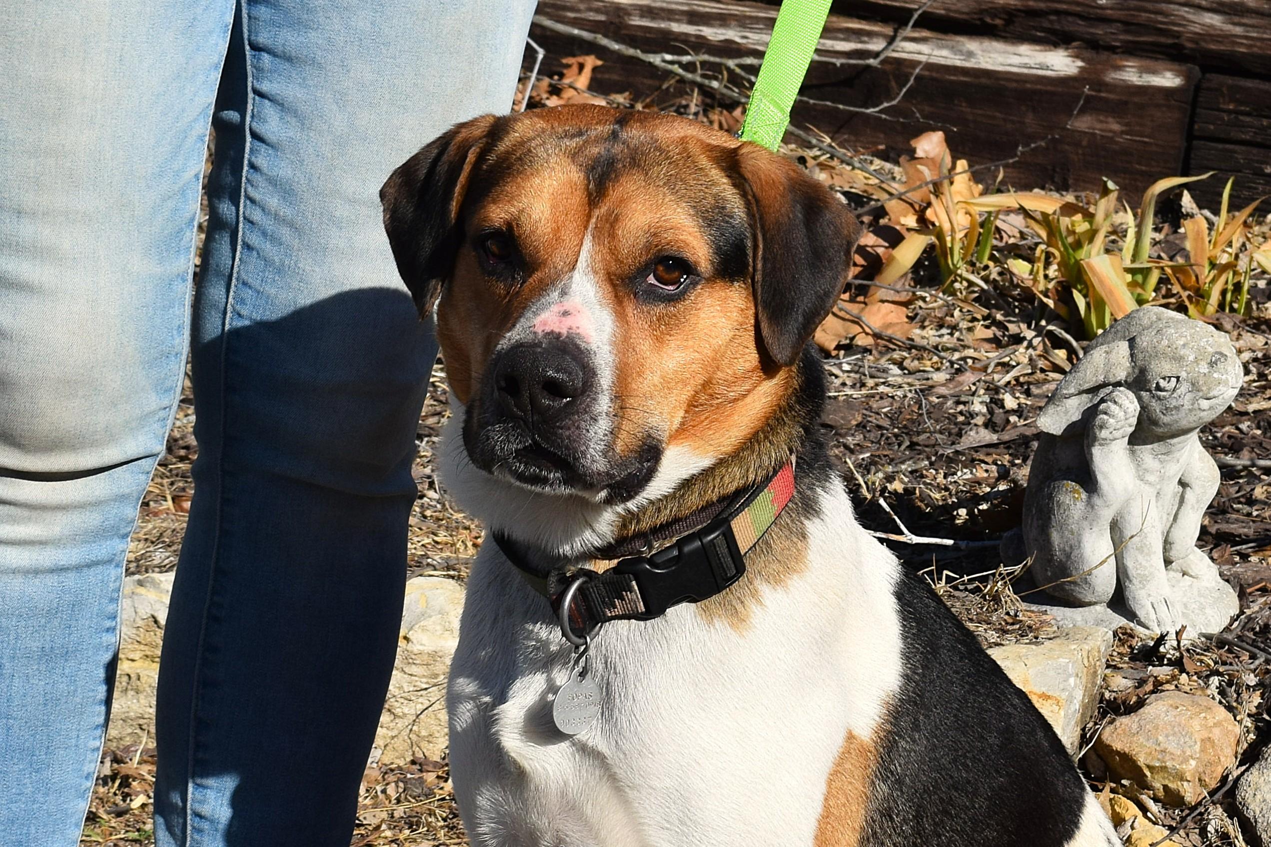 Enlarge Chance, a ADOPTABLE mixed breed in Parkville, MO image 6/6