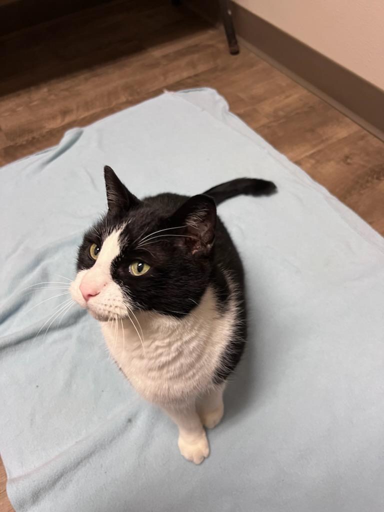 Roald (Dahl), a Adopted Domestic Short Hair in Cottonwood, MN image 5/6