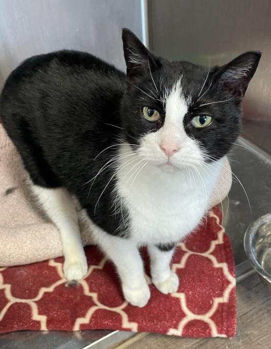 Roald (Dahl), Adopted, Adult Male Domestic Short Hair.