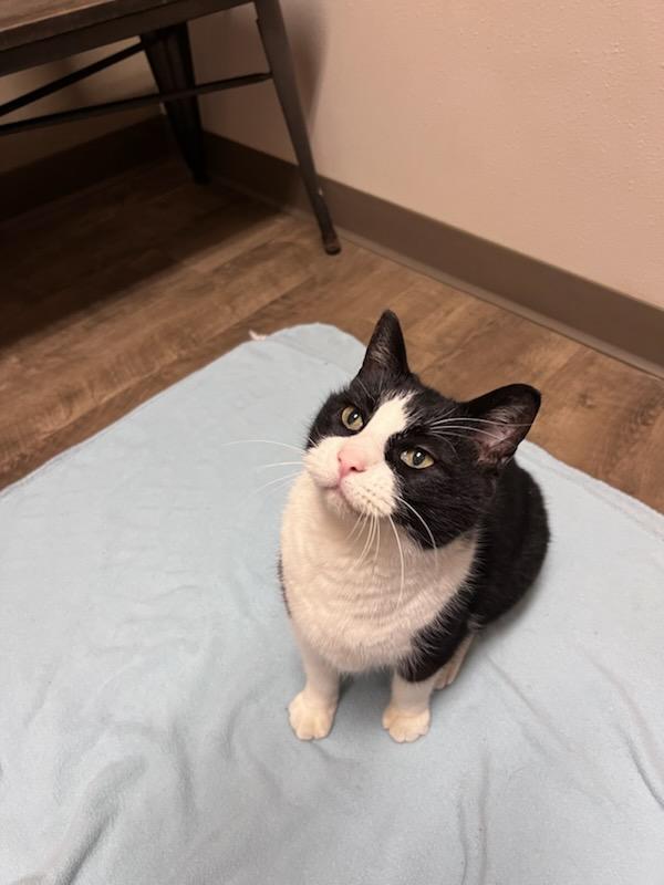 Roald (Dahl), a Adopted Domestic Short Hair in Cottonwood, MN image 2/6