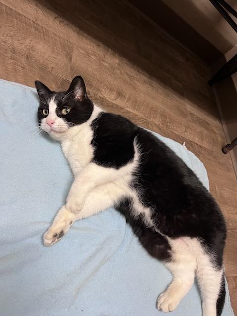 Roald (Dahl), a Adopted Domestic Short Hair in Cottonwood, MN image 3/6