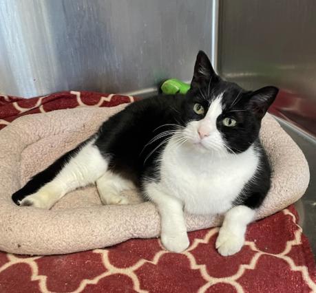 Roald (Dahl), Adopted, Adult Male Domestic Short Hair.