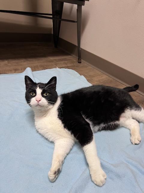 Roald (Dahl), a Adopted Domestic Short Hair in Cottonwood, MN image 4/6