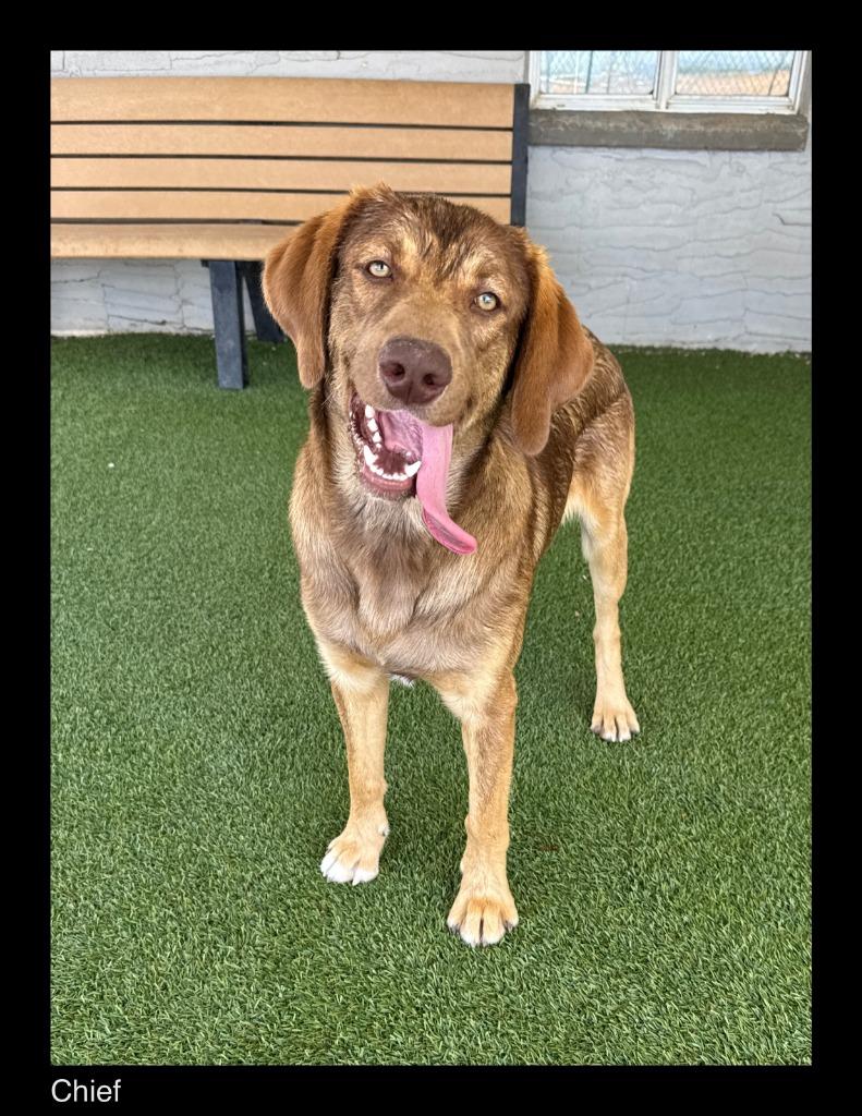 Enlarge Chief, a Adoptable mixed breed in Chino Valley, AZ image 1/3