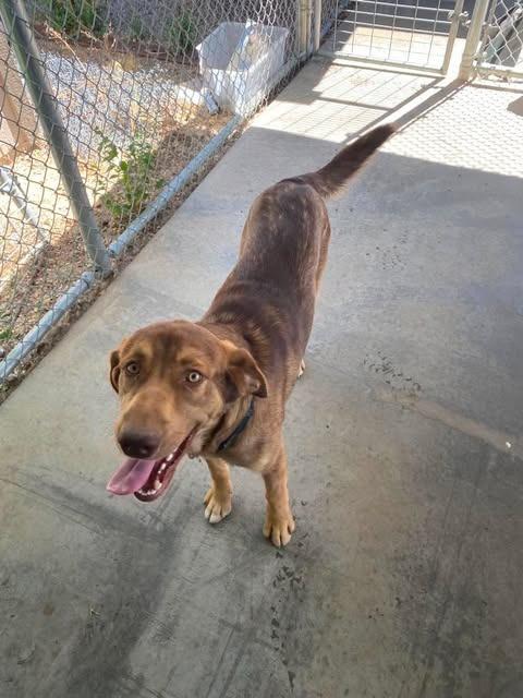 Enlarge Chief, a Adoptable mixed breed in Chino Valley, AZ image 2/3