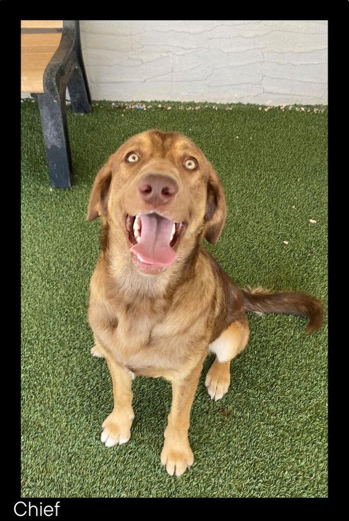 Enlarge Chief, a Adoptable mixed breed in Chino Valley, AZ image 3/3