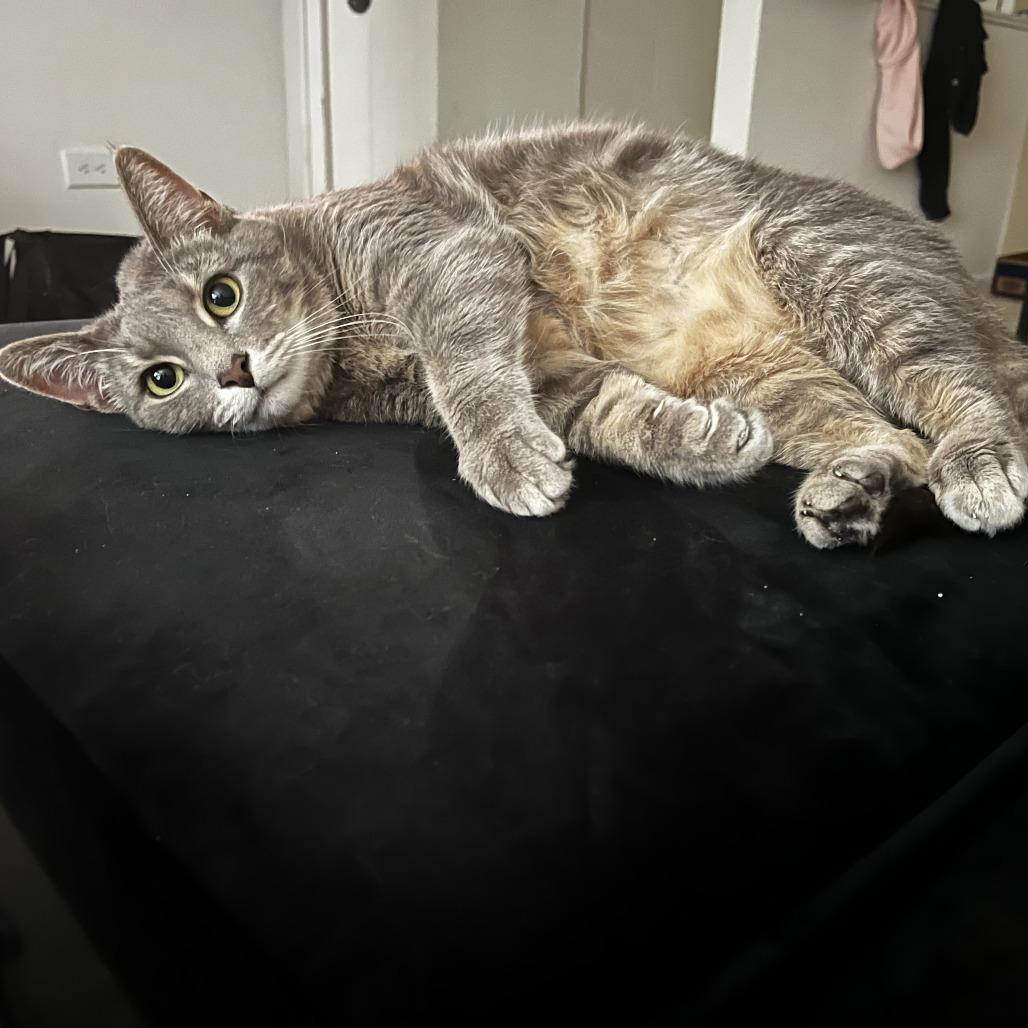 Enlarge Nipsey - Home to Home, a Adoptable Domestic Short Hair in South Elgin, IL image 1/3