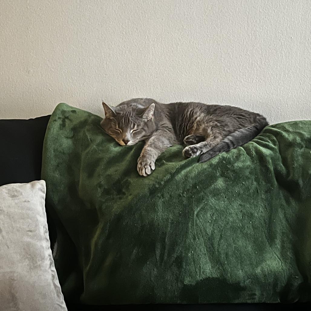 Enlarge Nipsey - Home to Home, a Adoptable Domestic Short Hair in South Elgin, IL image 2/3