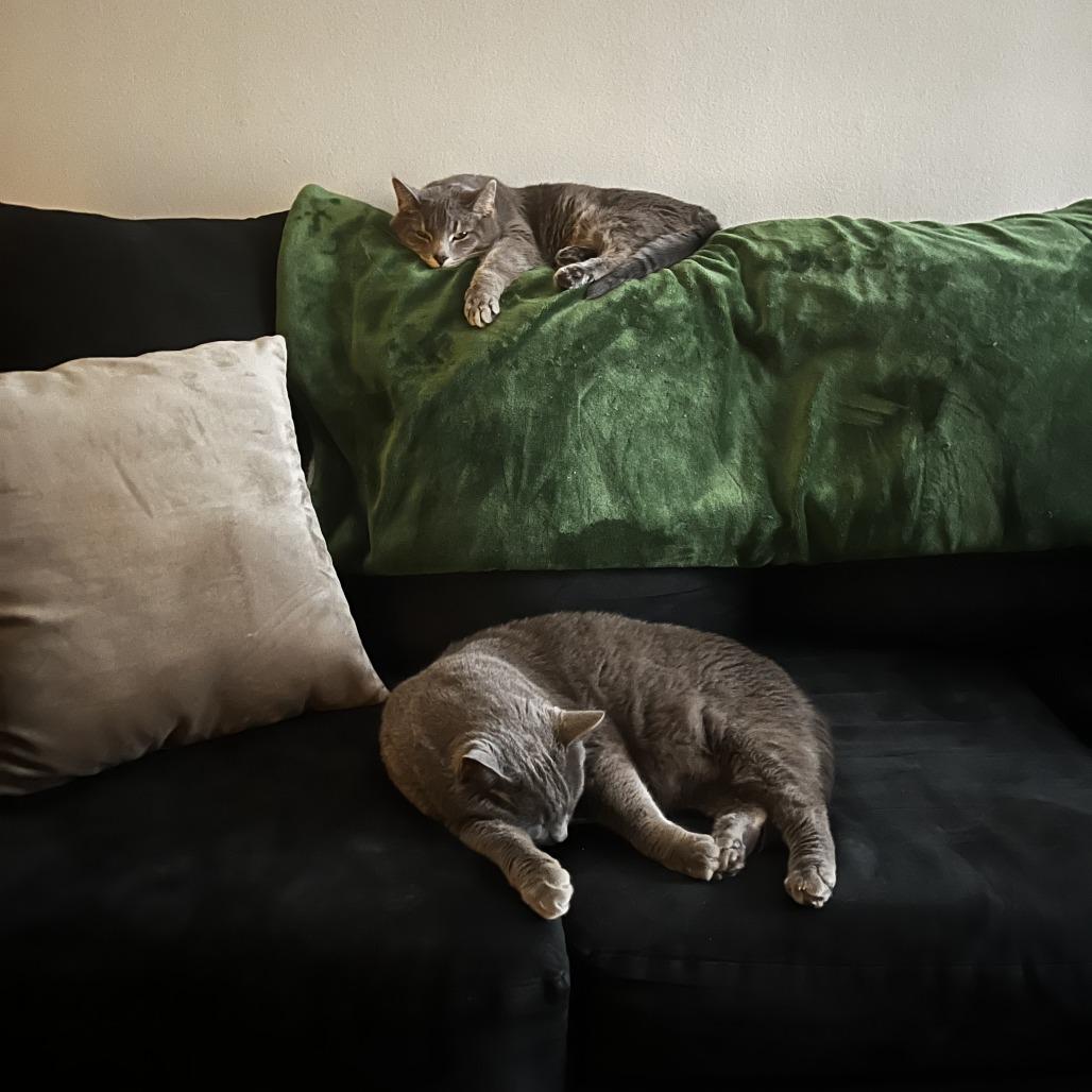 Enlarge Nipsey - Home to Home, a Adoptable Domestic Short Hair in South Elgin, IL image 3/3