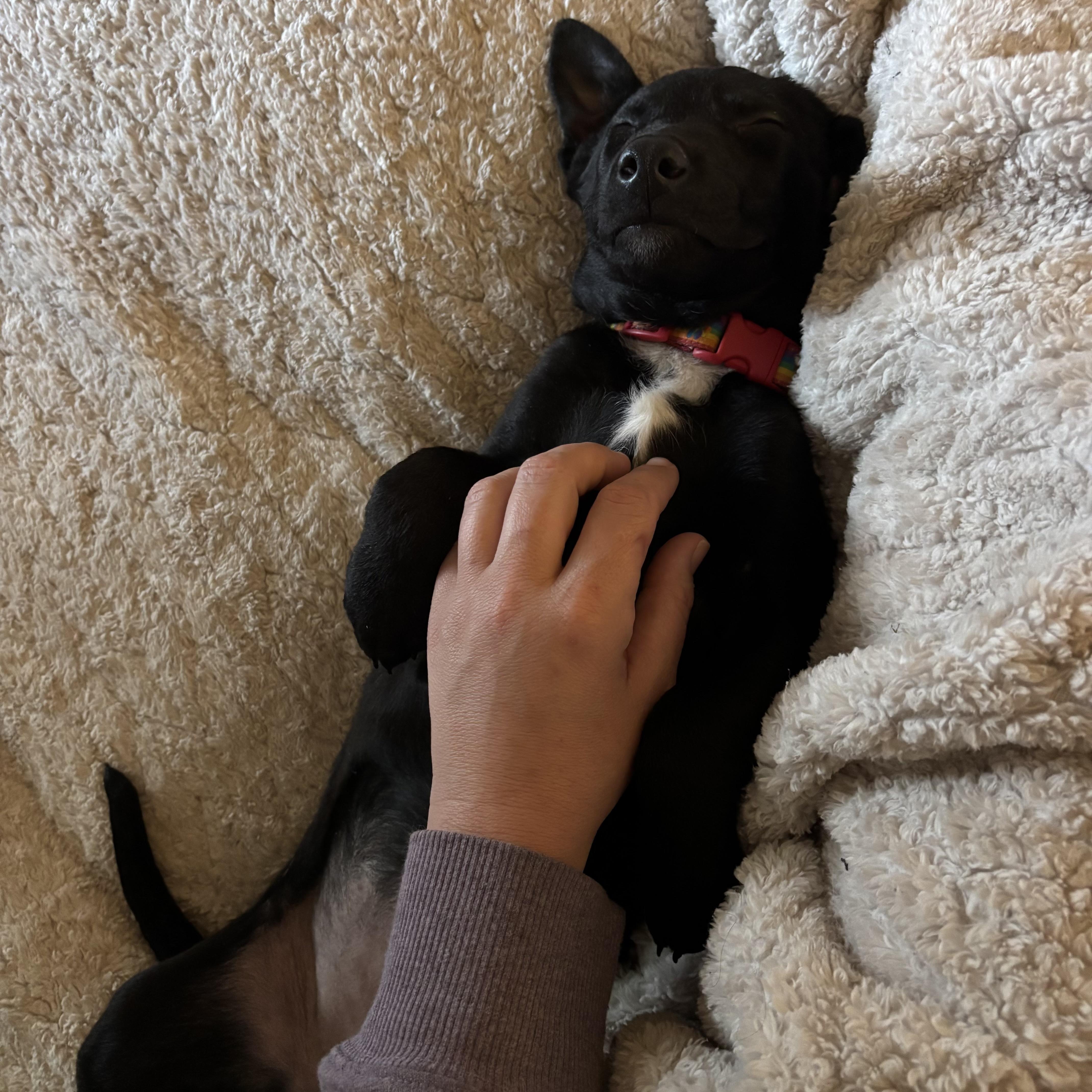 Enlarge Nyx, a ADOPTABLE mixed breed in Bonney Lake, WA image 5/6