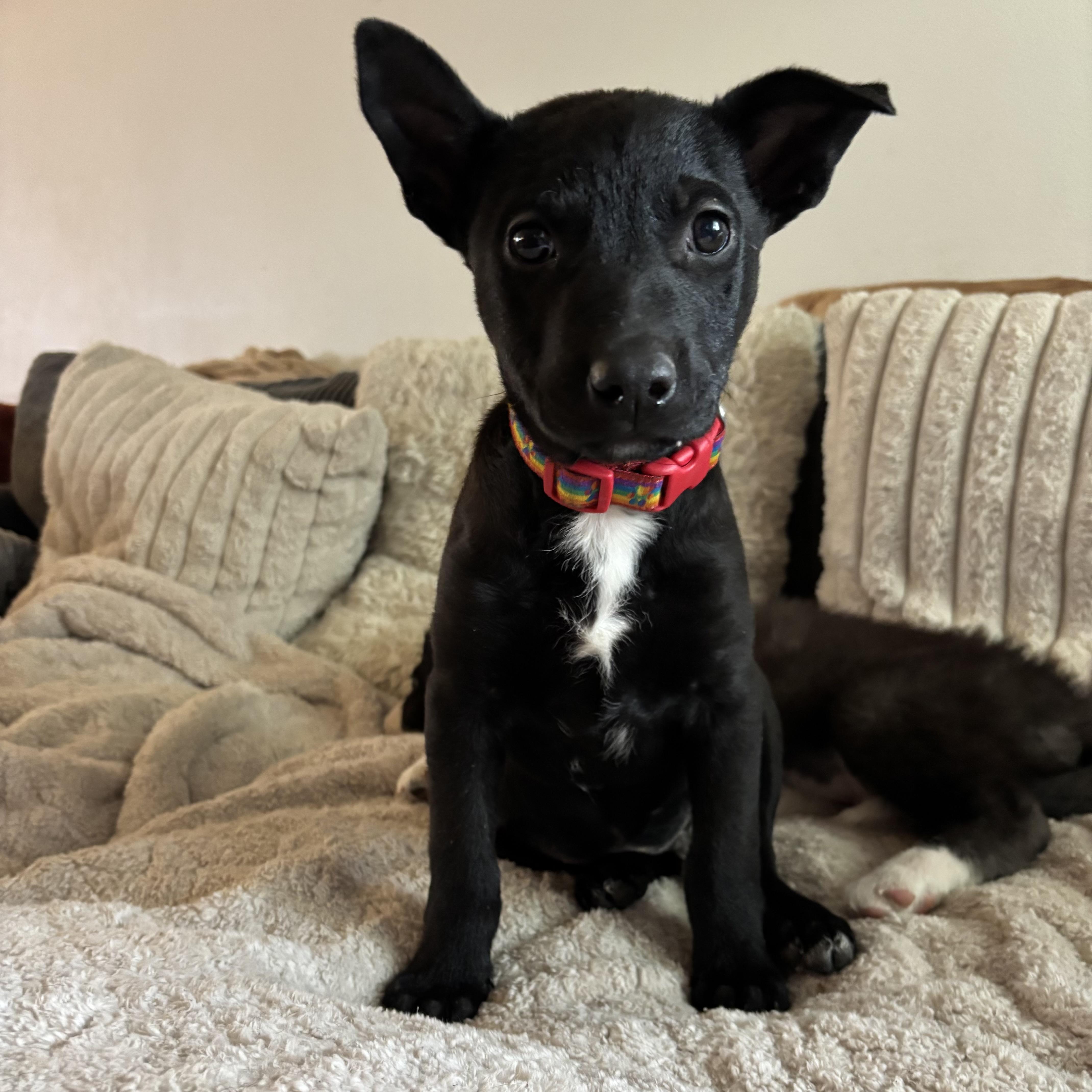 Nyx, ADOPTABLE, Puppy Female Pit Bull Terrier & German Shepherd Dog.