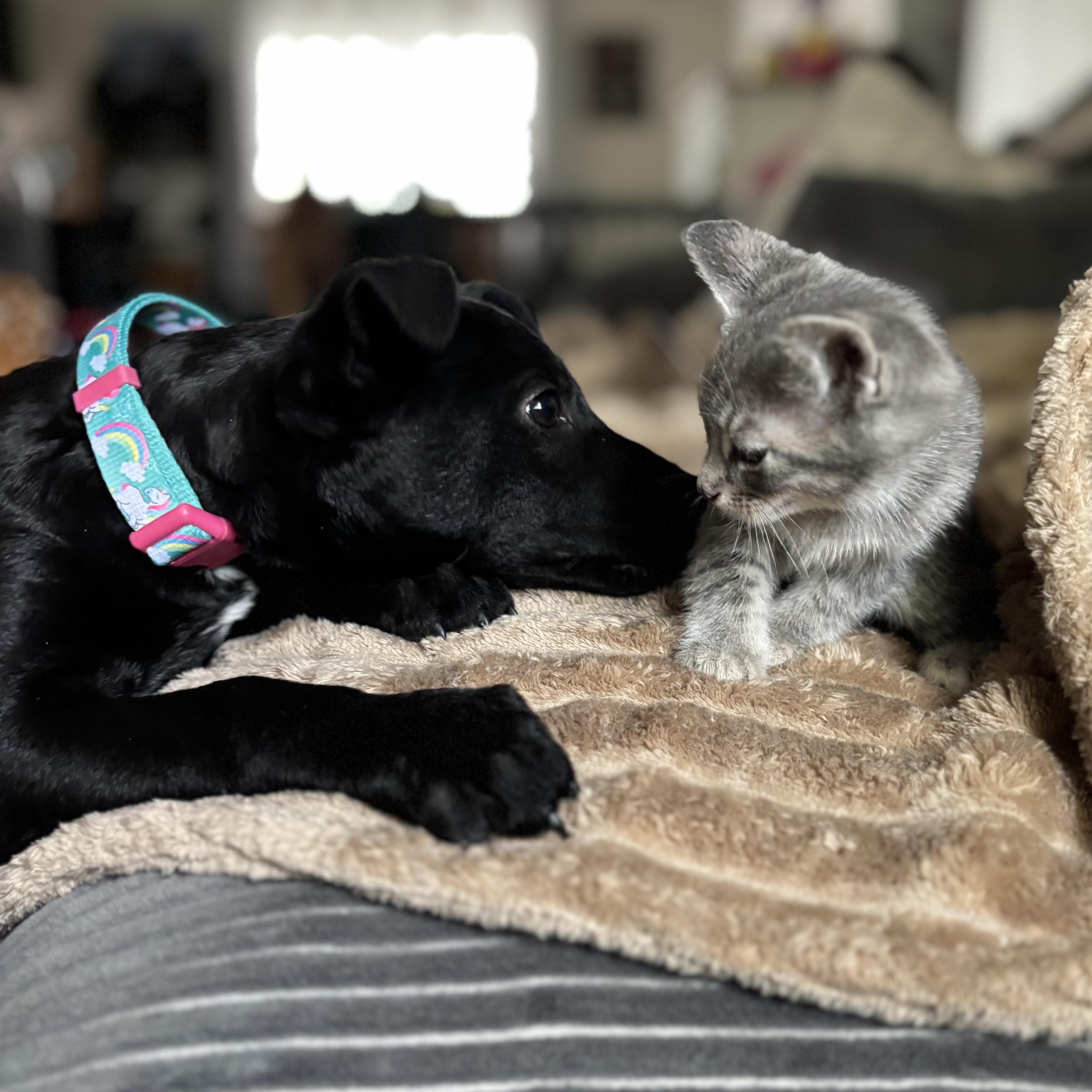 Enlarge Nyx, a ADOPTABLE mixed breed in Bonney Lake, WA image 3/6