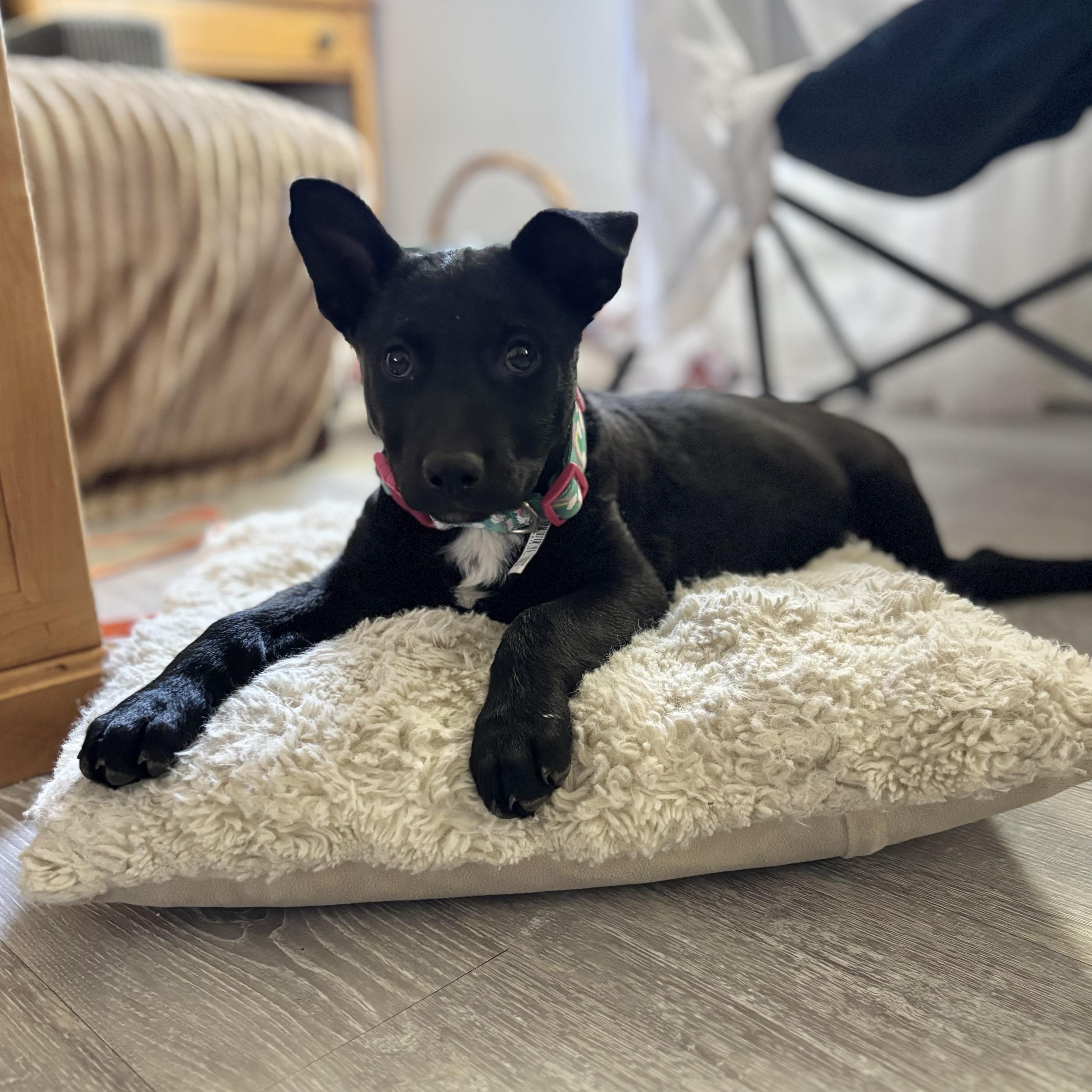 Enlarge Nyx, a ADOPTABLE mixed breed in Bonney Lake, WA image 6/6