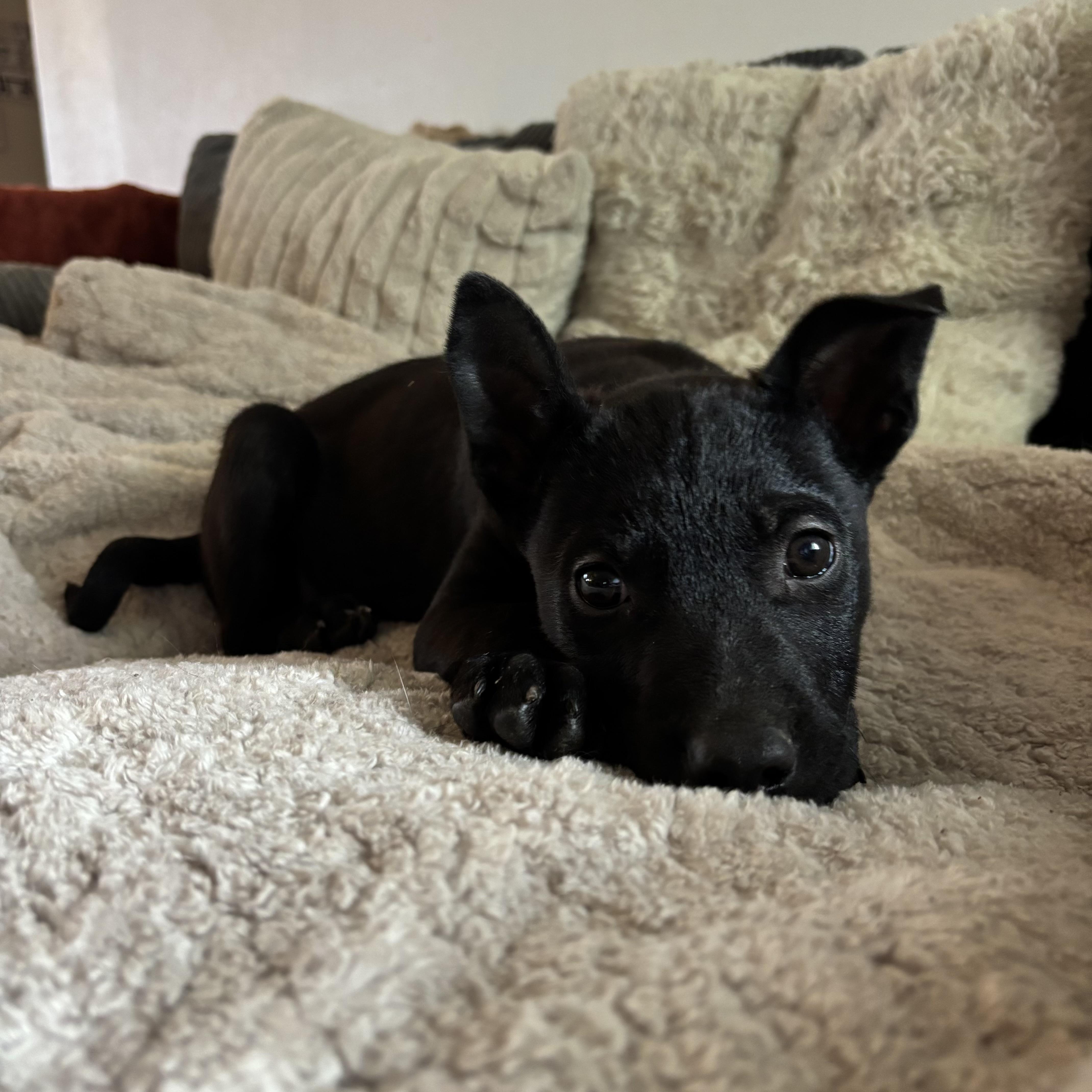 Enlarge Nyx, a ADOPTABLE mixed breed in Bonney Lake, WA image 4/6