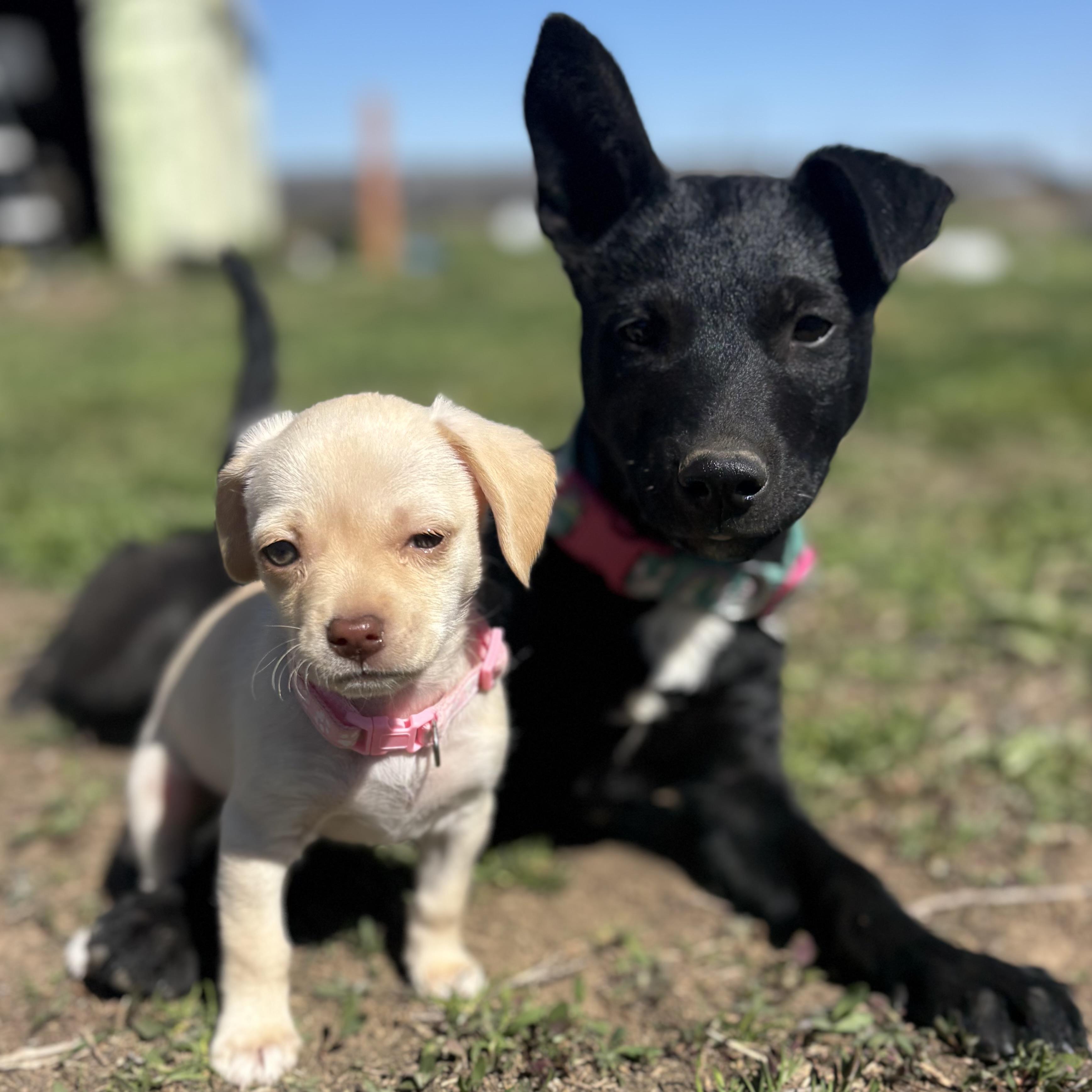 Enlarge Nyx, a ADOPTABLE mixed breed in Bonney Lake, WA image 2/6