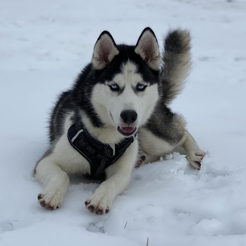 Enlarge Dash, a Adoptable Siberian Husky in Philadelphia, PA image 1/6