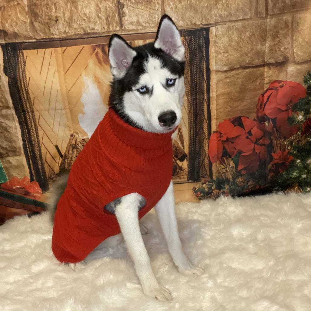 Enlarge Dash, a Adoptable Siberian Husky in Philadelphia, PA image 2/6