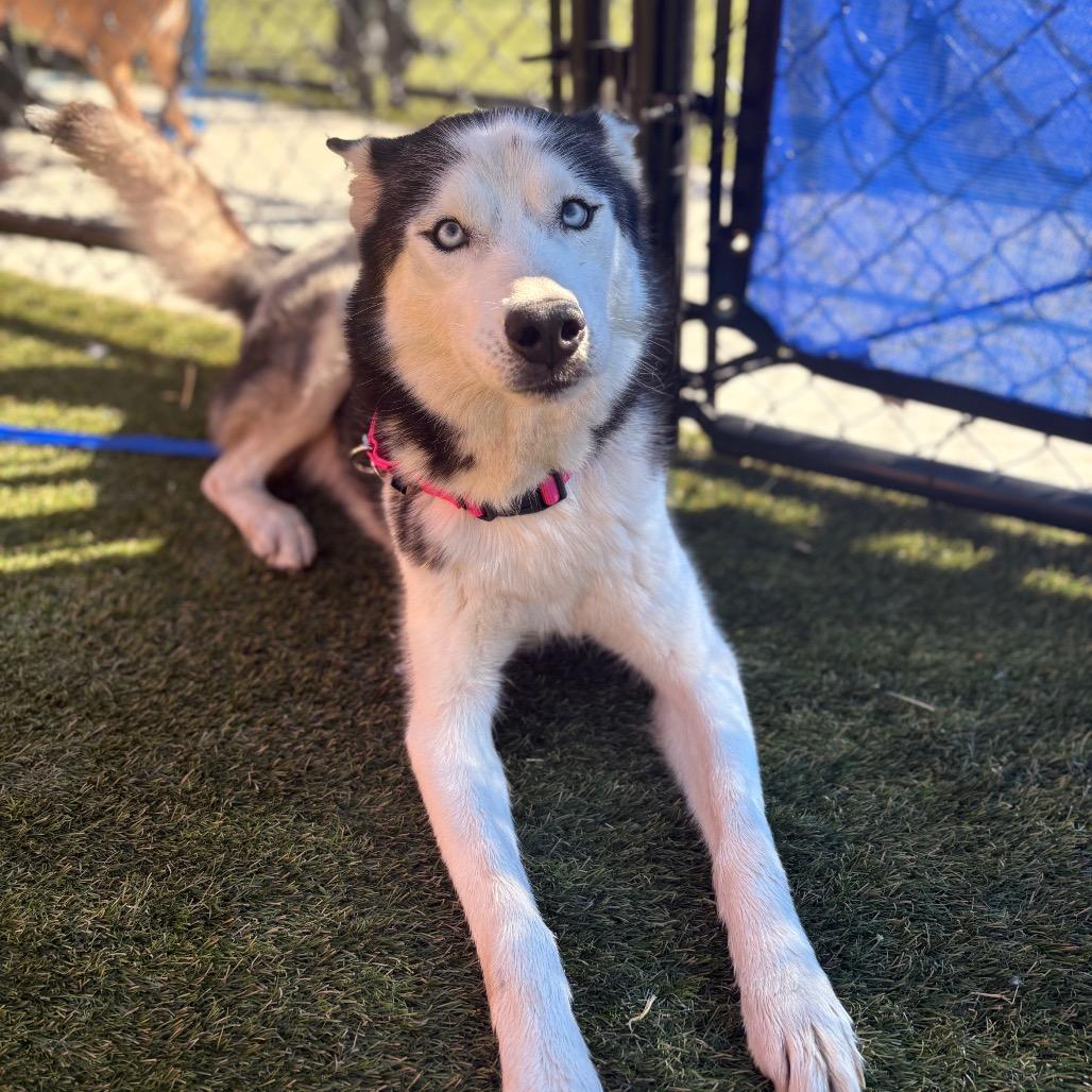 Enlarge Dash, a Adoptable Siberian Husky in Philadelphia, PA image 3/6