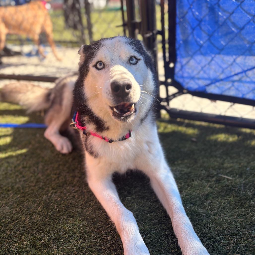 Enlarge Dash, a Adoptable Siberian Husky in Philadelphia, PA image 4/6