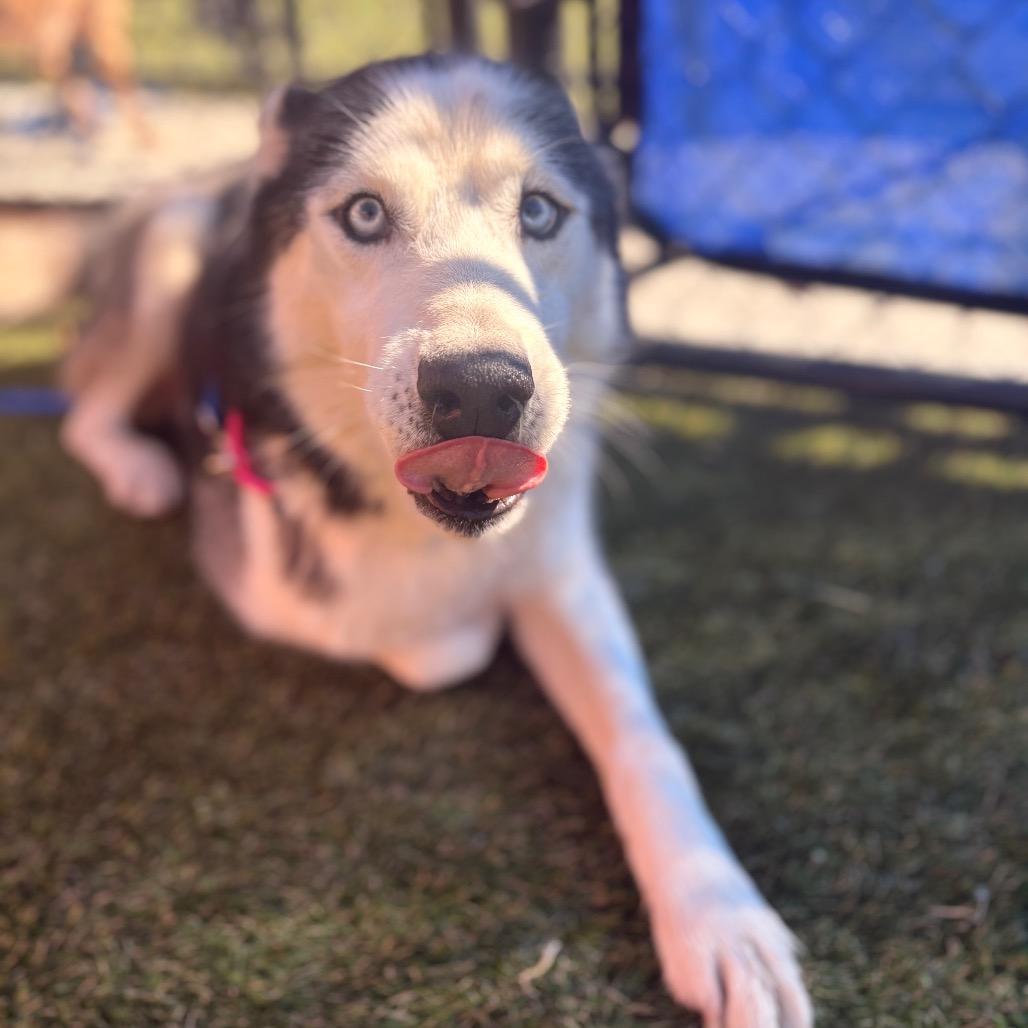 Enlarge Dash, a Adoptable Siberian Husky in Philadelphia, PA image 5/6