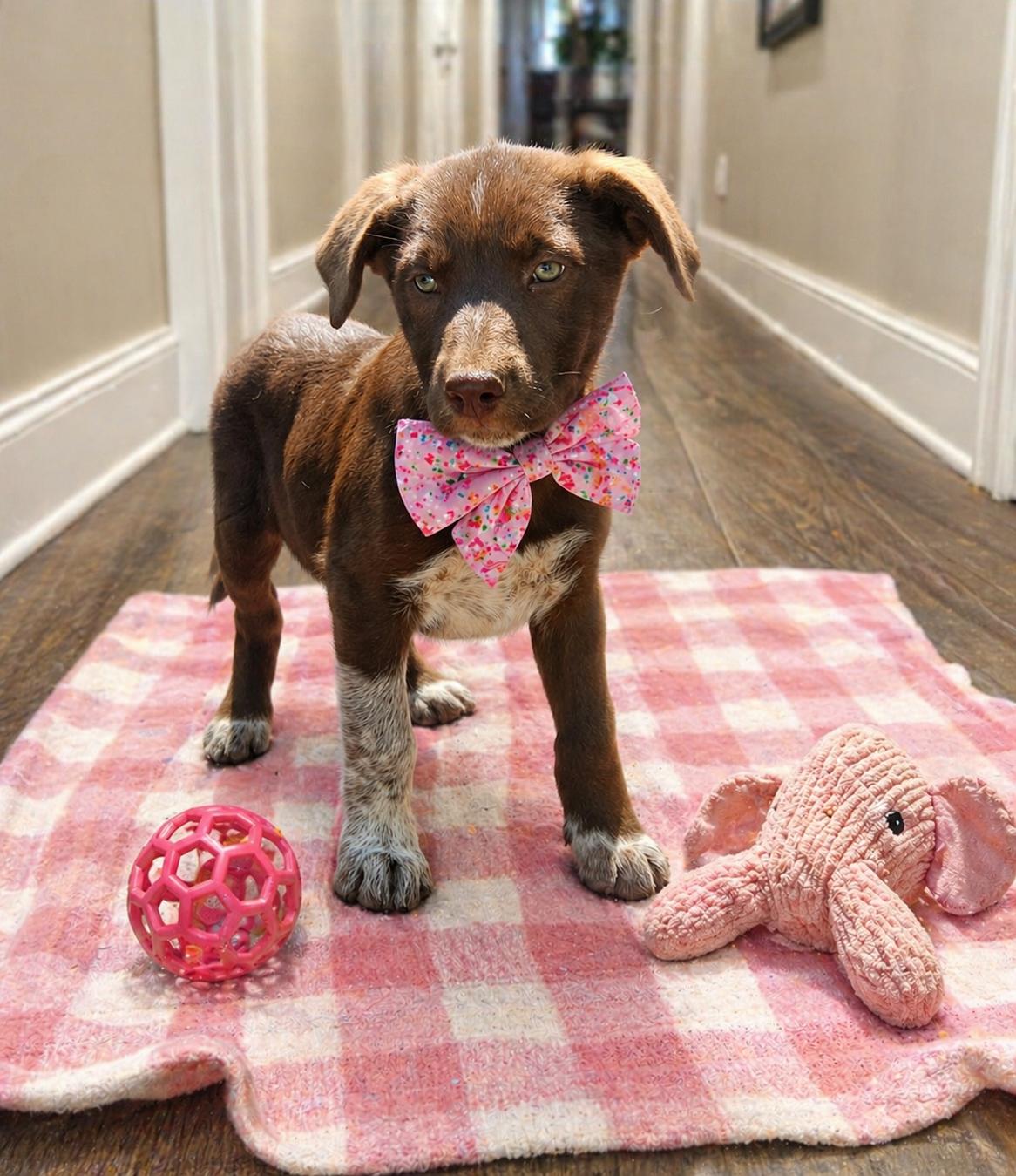 Socksie, Adoptable, Puppy Female Chocolate Labrador Retriever & Border Collie.