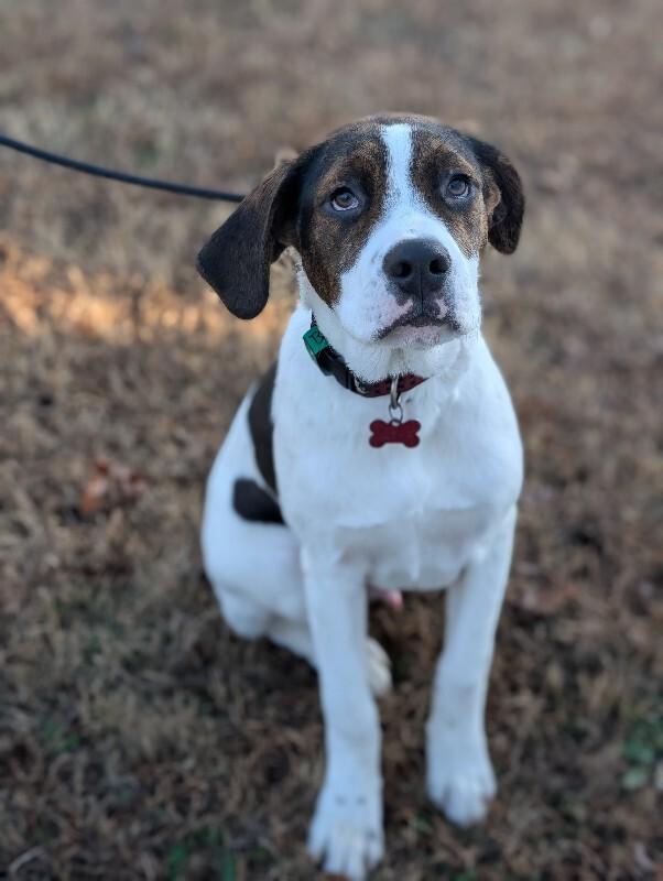 Enlarge Boone, a Adoptable mixed breed in Berkeley Heights, NJ image 1/4
