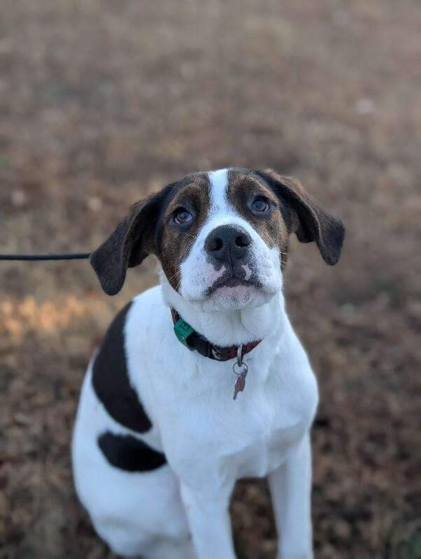 Enlarge Boone, a Adoptable mixed breed in Berkeley Heights, NJ image 3/4